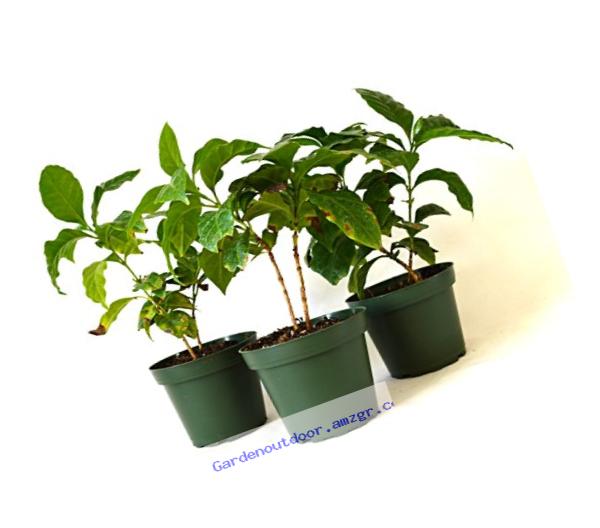 9Greenbox Arabica Coffee Plant Pot Set, 3 Inch x 4 Inch, (Pack of 3)